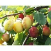 Online Viheraarni Luumu Prunus domestica Victoria