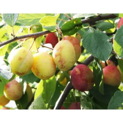 Online Viheraarni Luumu Prunus domestica Victoria