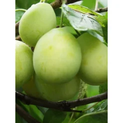 Viheraarni Luumu Prunus domestica Laatokan helmi