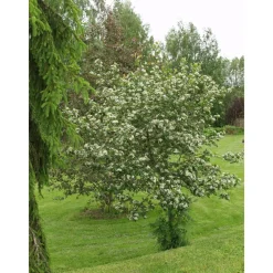Hot Viheraarni Marja-aroniapuu Aronia Viking 150-200