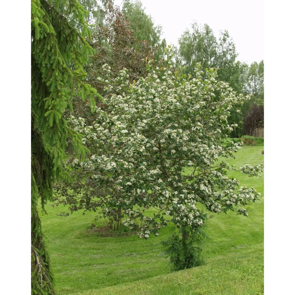 Hot Viheraarni Marja-aroniapuu Aronia Viking 150-200