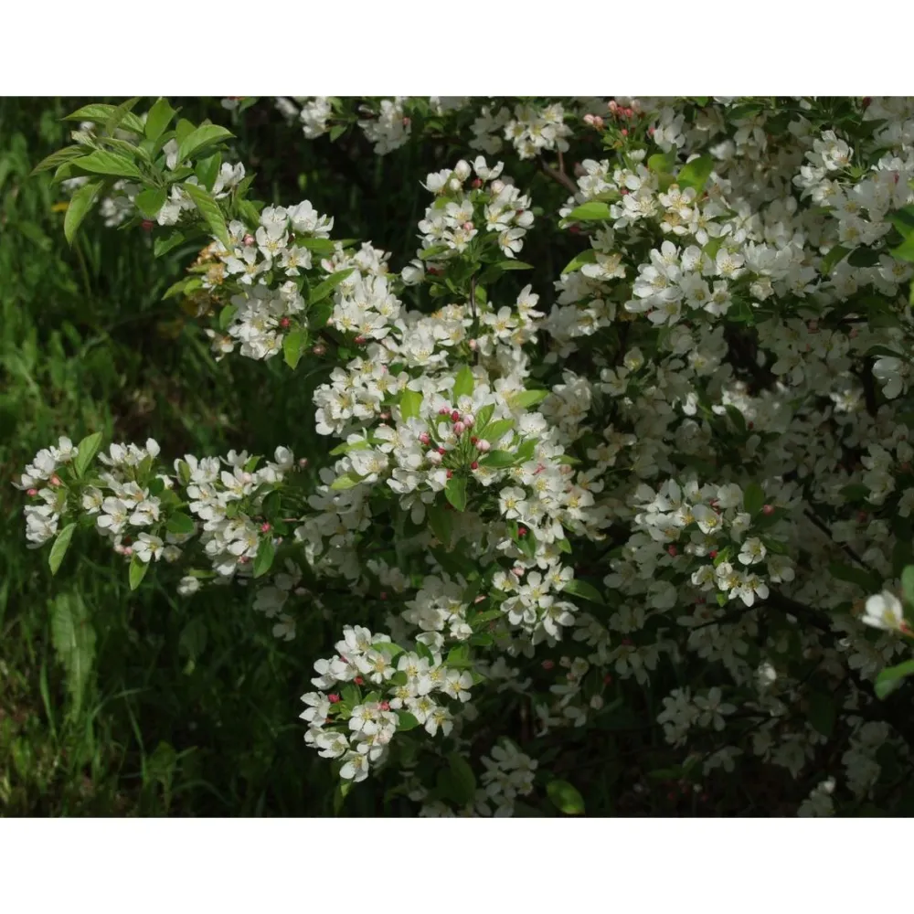 Discount Viheraarni Marjaomenapensas Malus toringo var sargentii