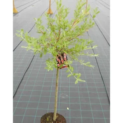 Outlet Viheraarni Mirripaju Salix gracilistyla MT Aso 120