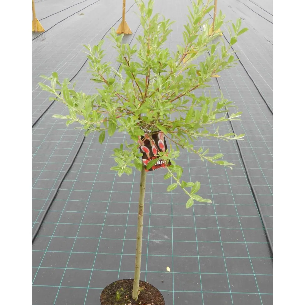 Outlet Viheraarni Mirripaju Salix gracilistyla MT Aso 120