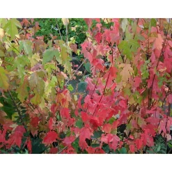 Clearance Viheraarni Mongolianvaahtera Acer tataricum subs. ginnala