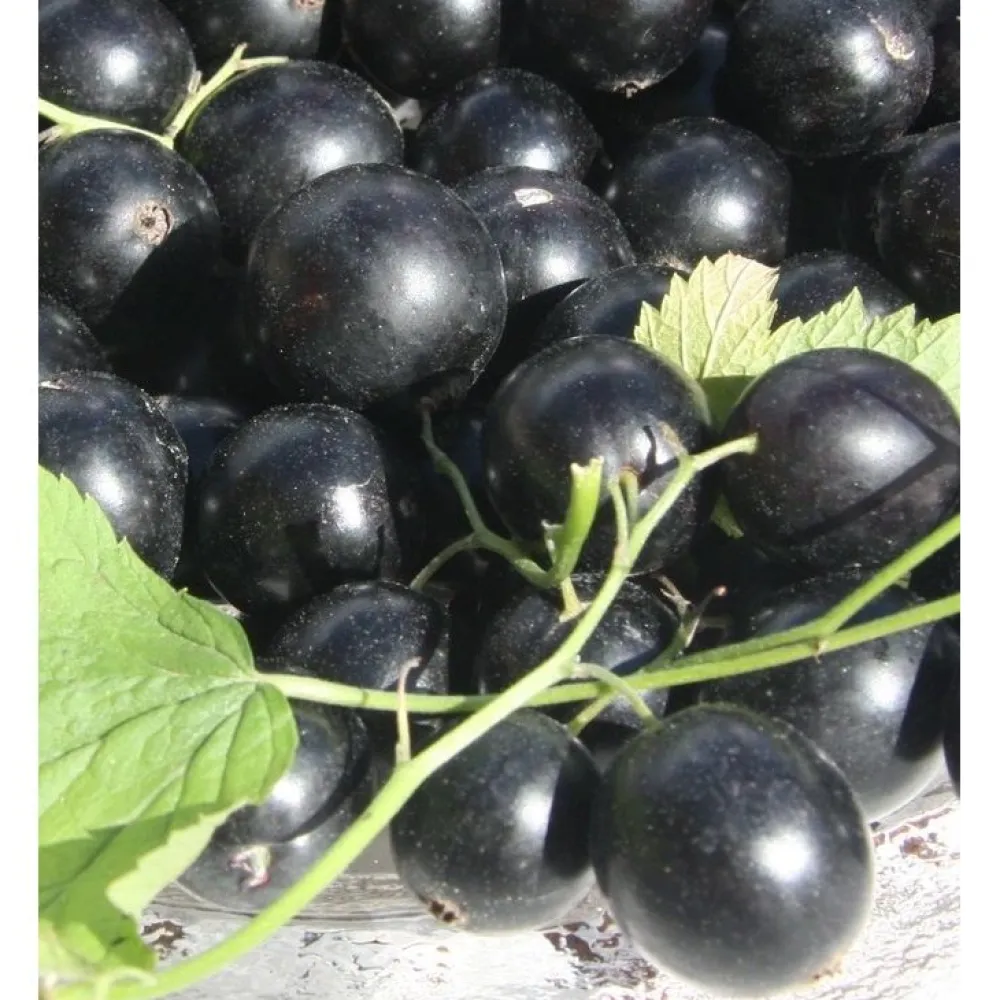 Best Viheraarni Mustaherukka Ribes nigrum Pohjan Jätti