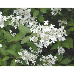 Clearance Viheraarni Mustilanhortensia Hydrangea paniculata Mustila
