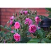 Clearance Viheraarni Neilikkaruusu Rosa Pink Grootendorst