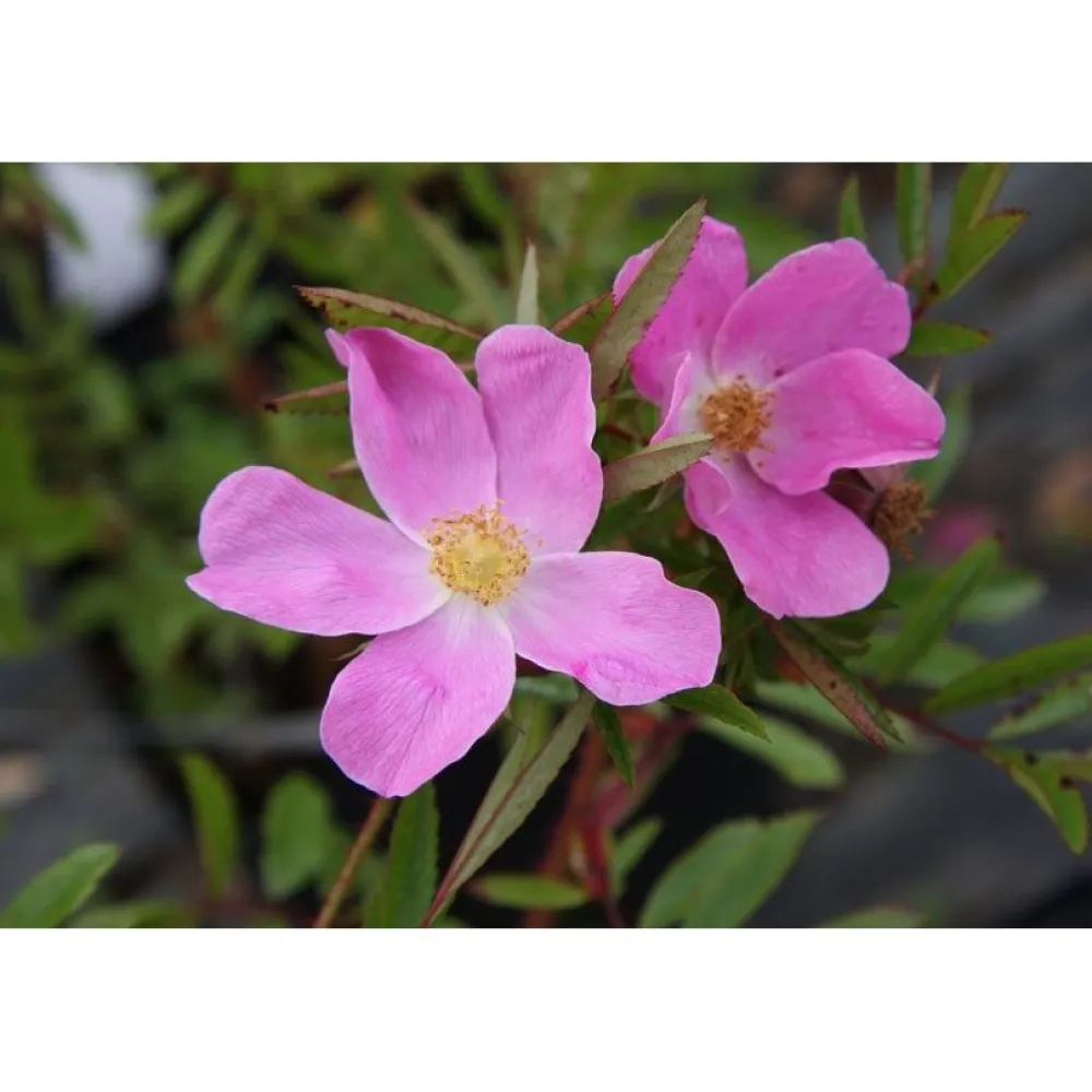 Viheraarni Nukkeruusu Rosa nitida