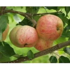 Online Viheraarni Omenapuu Malus domestica Moskovan Päärynäomena