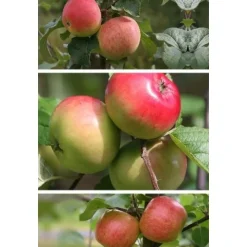 Hot Viheraarni Omenapuu Malus domestica Perheomena 3-4 eri lajiketta