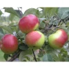 Sale Viheraarni Omenapuu Malus domestica Jaspi