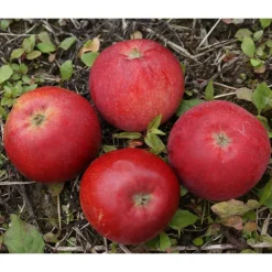 Discount Viheraarni Omenapuu Malus domestica Punaposki