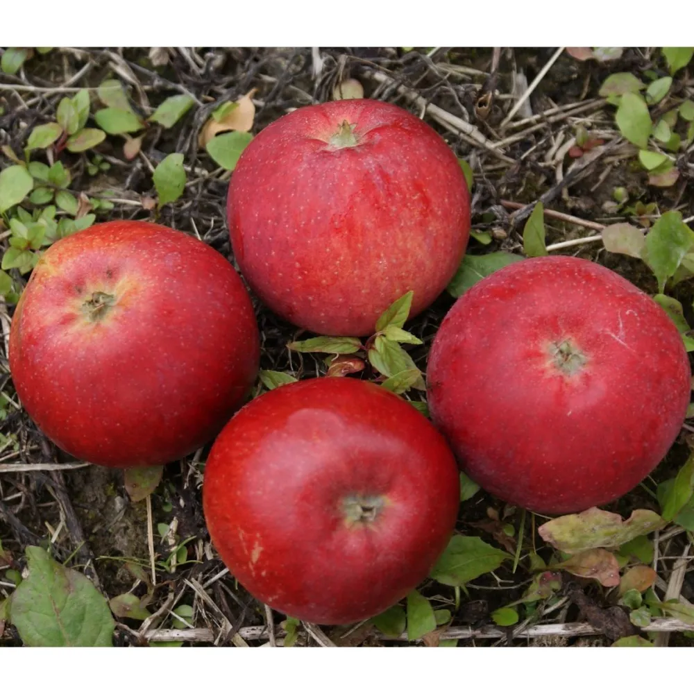 Discount Viheraarni Omenapuu Malus domestica Punaposki