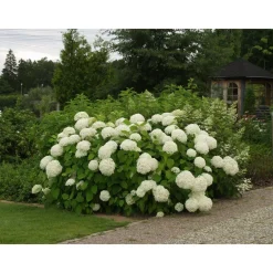 Viheraarni Pallohortensia Hydrangea arborescens Annabelle