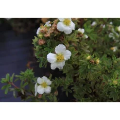 Online Viheraarni Pensashanhikki Dasiphora fr. Tilford Cream