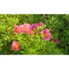Discount Viheraarni Pensashanhikki Dasiphora Fruticosa Pink Paradise