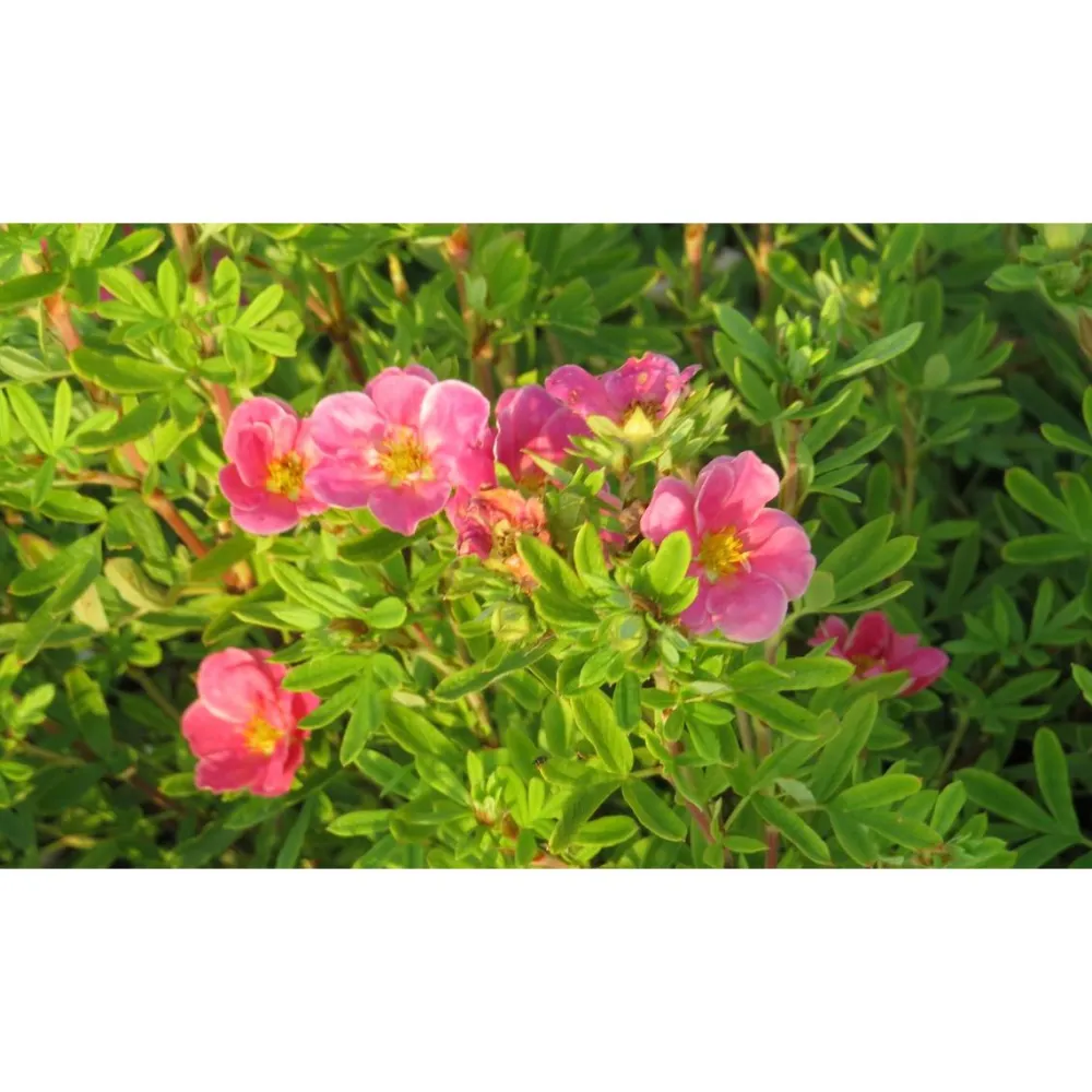 Discount Viheraarni Pensashanhikki Dasiphora Fruticosa Pink Paradise