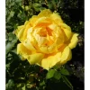 New Viheraarni Persiankeltaruusu Rosa foetida Persian Yellow