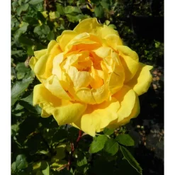 New Viheraarni Persiankeltaruusu Rosa foetida Persian Yellow