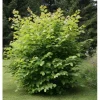 Discount Viheraarni Pähkinäpensas Corylus avellana