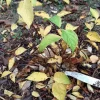 Discount Viheraarni Pihajasmike Philadelphus coronarius