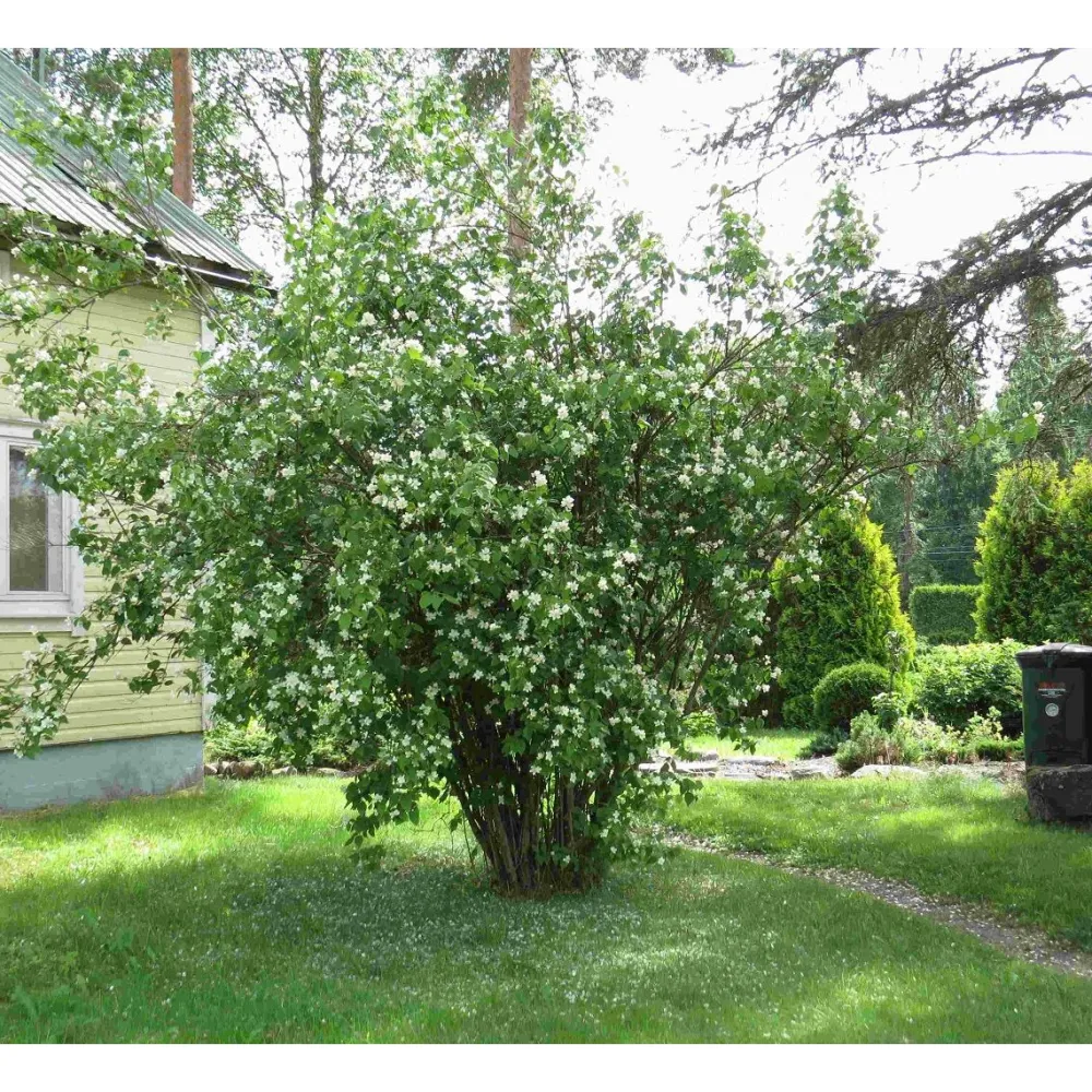 Discount Viheraarni Pihajasmike Philadelphus coronarius
