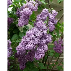 Hot Viheraarni Pihasyreeni Syringa vulgaris