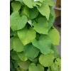 Sale Viheraarni Piippuköynnös Aristolochia macrophylla