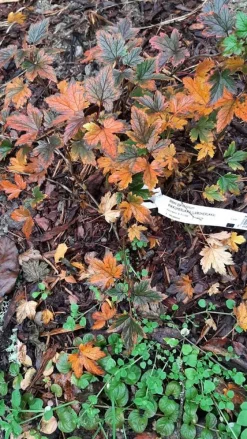 Best Viheraarni Pikkuherukka Ribes glandulosum Lamoherukka