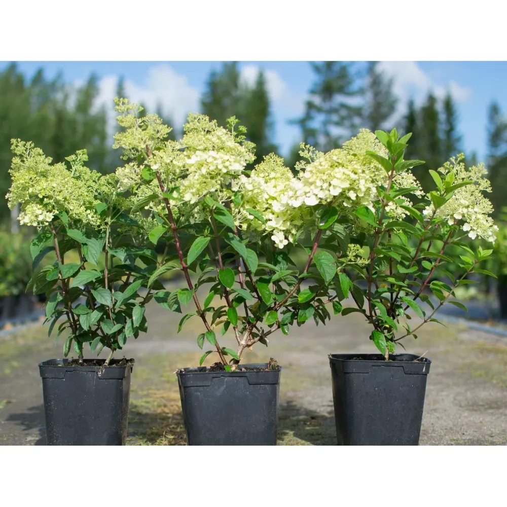 New Viheraarni Pikkuhortensia Hydrangea paniculata Bobo