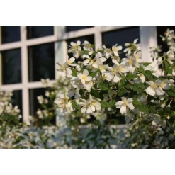 Hot Viheraarni Pikkujasmike Philadelphus x lemoinei-ryhmä