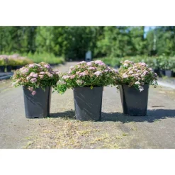 Clearance Viheraarni Pikkukeijuangervo Spiraea jap. Nana