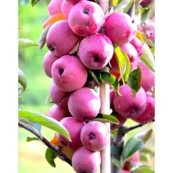 Clearance Viheraarni Pilariomenapuu Malus Elina