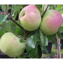 Viheraarni Pilariomenapuu Malus Medoc