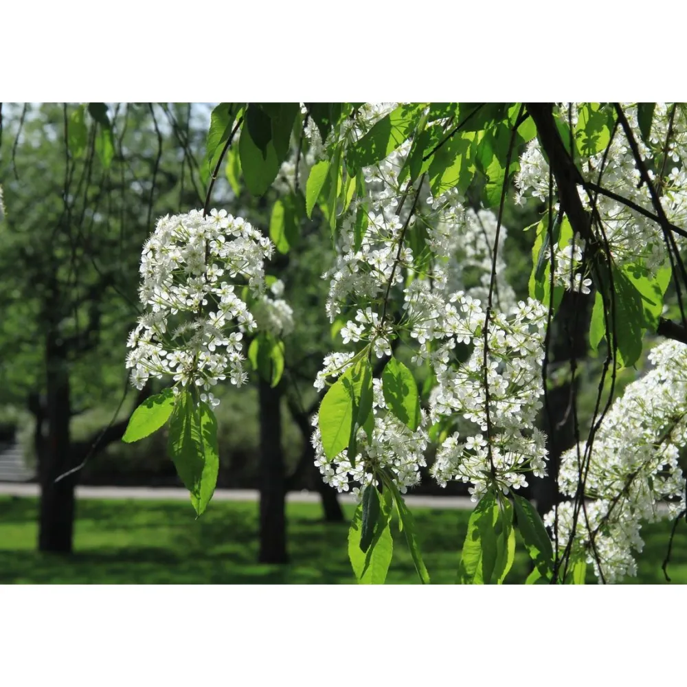 Viheraarni Pilvikirsikka Prunus pensylvanica 150-200