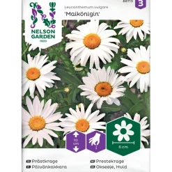 Nelson Garden Päivänkakkara Maikönigin, siemenet