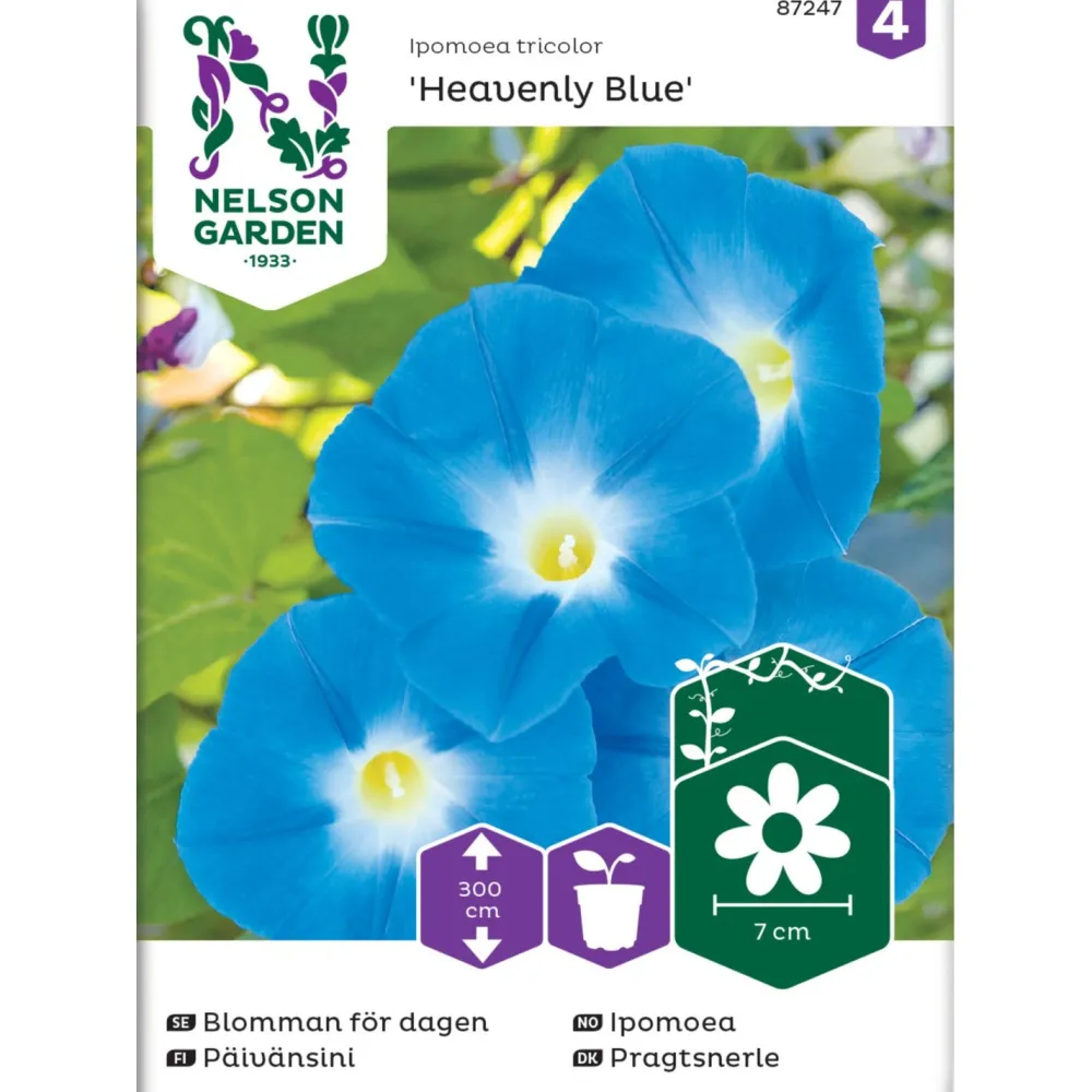 New Nelson Garden Päivänsini Heavenly Blue, siemenet