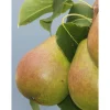 Hot Viheraarni Päärynä Pyrus communis Lada