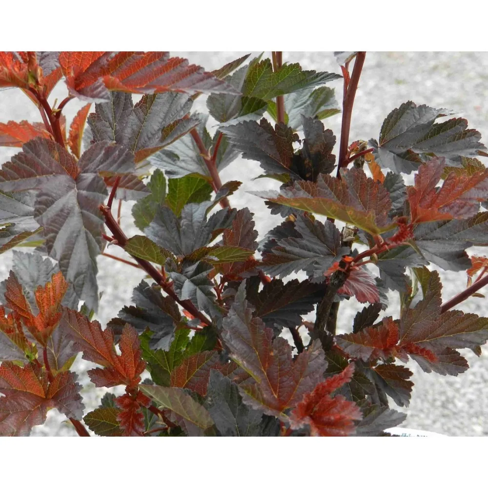 Sale Viheraarni Purppuraheisiangervo Physocarpus opulifolius Diabolo