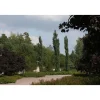 Clearance Viheraarni Pylväshaapa Populus tremula Erecta 150-200
