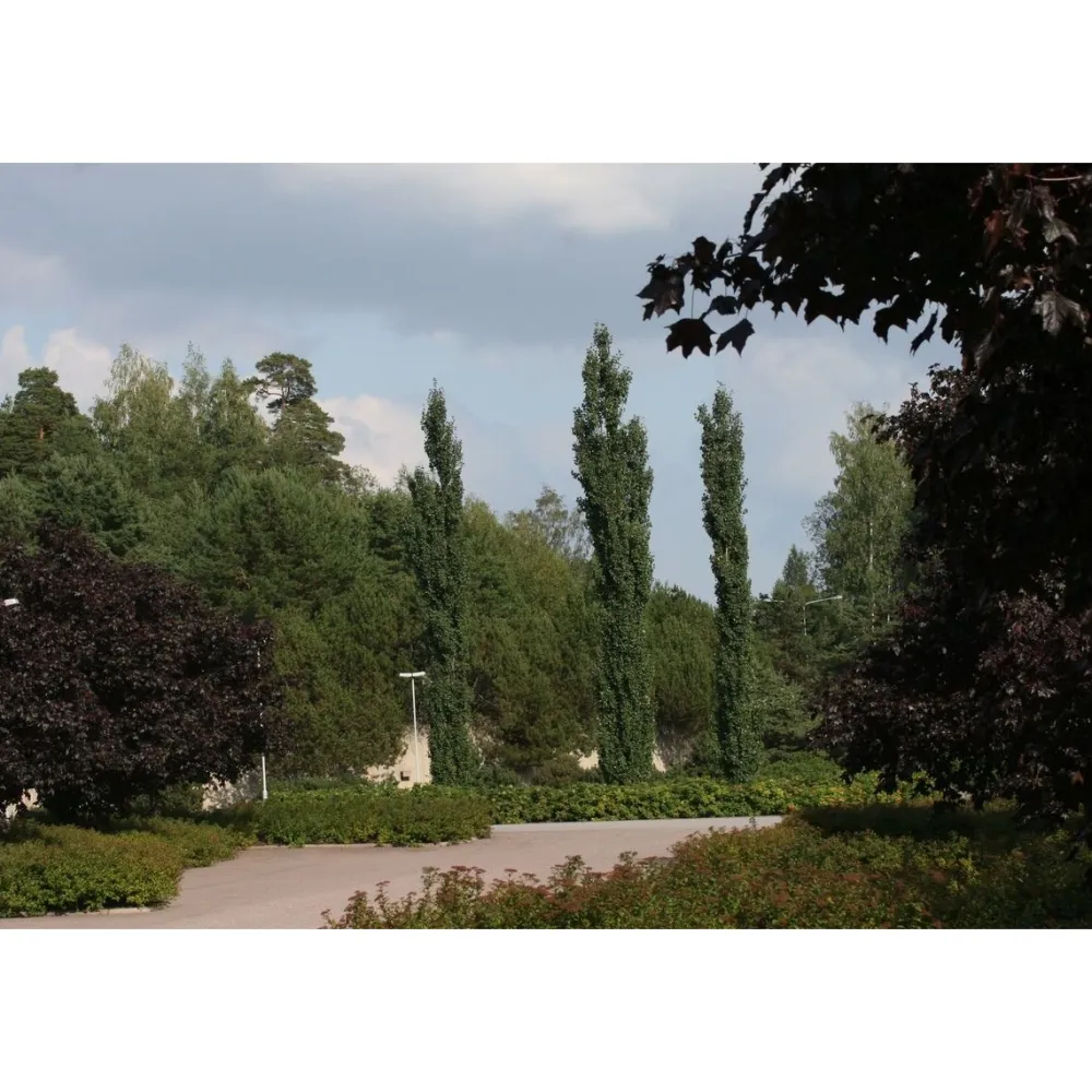 Clearance Viheraarni Pylväshaapa Populus tremula Erecta 150-200