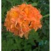 New Viheraarni Revontuliatsalea Rhododendron Mandarin Lights 30-40