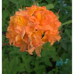 New Viheraarni Revontuliatsalea Rhododendron Mandarin Lights 30-40