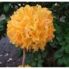 New Viheraarni Revontuliatsalea Rhododendron Golden Lights 30-40