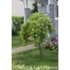 Outlet Viheraarni Riippahernepuu Caragana Arborescens Pendula 180-