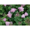 Viheraarni Rinneangervo Spiraea densiflora