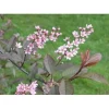 New Viheraarni Rusotuomi Prunus Virginiana Schubert 150-200