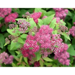 Best Viheraarni Ruusuangervo Spiraea jap. Froebelii