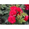 Best Viheraarni Ruusu Rosa Hansaland